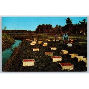 Postcard Massachusetts Hanson Ocean Spray Cranberries Autumn Harvest Posted 1967